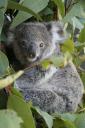 koala.jpg