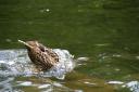 duck.jpg