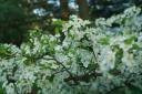 _mg_5588.jpg